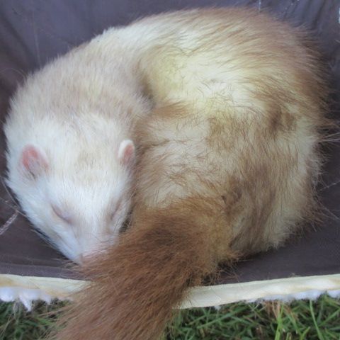 Jeune furet mâle semi angora , adorable #5