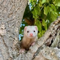 Jeune furet mâle semi angora , adorable #2