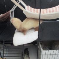 Jeune furet mâle semi angora , adorable #3