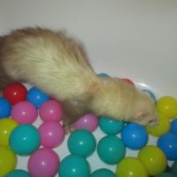 Jeune furet mâle semi angora , adorable #4