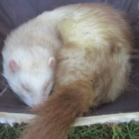 Jeune furet mâle semi angora , adorable #5