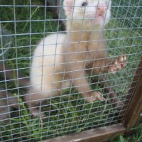 Jeune furet mâle semi angora , adorable #6