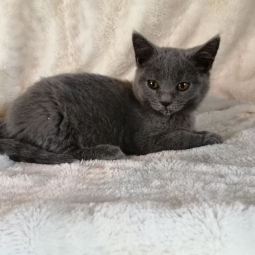Jolie chatonne chartreux