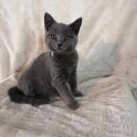 Jolie chatonne chartreux #1
