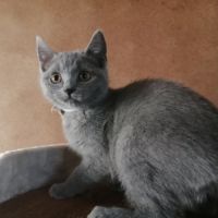 Jolie chatonne chartreux