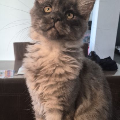 Chaton femelle (p) maine coon loof #3