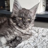 Chaton femelle (p) maine coon loof #1