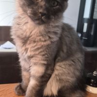Chaton femelle (p) maine coon loof