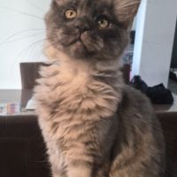 Chaton femelle (p) maine coon loof #3
