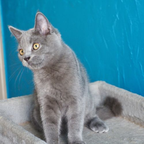 Superbe mâle bleu maine coon x exotic shorthair #0