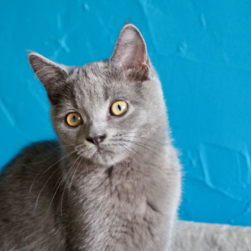 Superbe mâle bleu maine coon x exotic shorthair #2