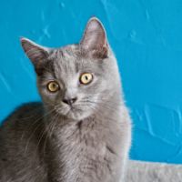Superbe mâle bleu maine coon x exotic shorthair #2