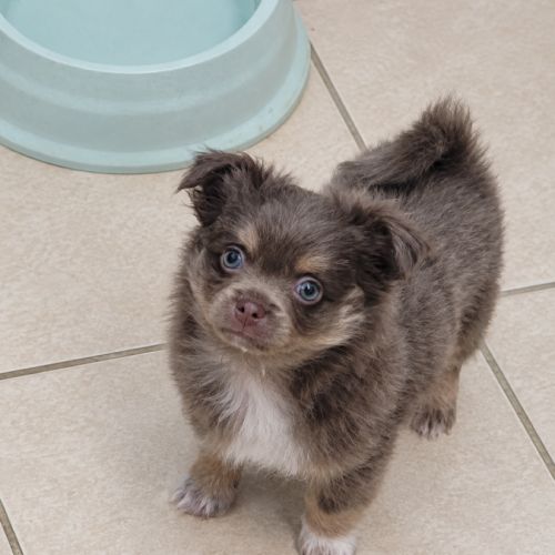 3 chiots pomchi #1