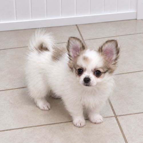 3 chiots pomchi