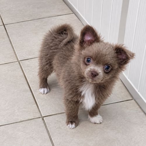 3 chiots pomchi #3