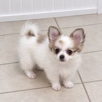 3 chiots pomchi