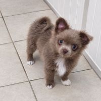 3 chiots pomchi #3