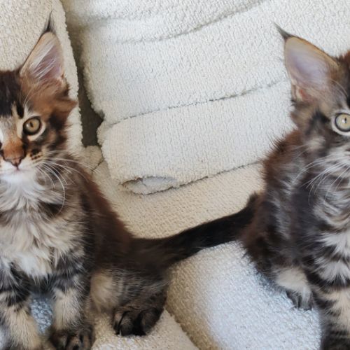 Chatons maine coon loof à réserver #2