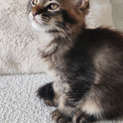 Chatons maine coon loof à réserver