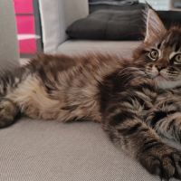 Chatons maine coon loof à réserver #1