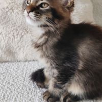 Chatons maine coon loof à réserver #0