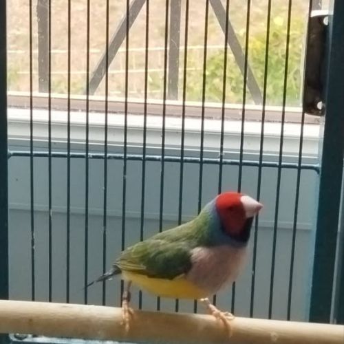 Donne diamant de gould contre bons soins