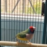 Donne diamant de gould contre bons soins
