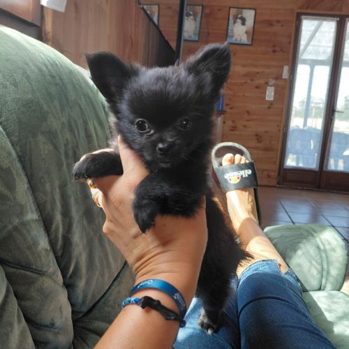 Chiot mâle pomchi