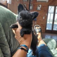 Chiot mâle pomchi #2