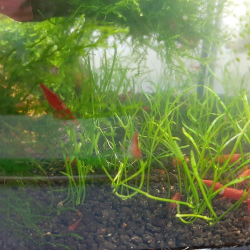 Crevettes néocaridina red sakura (sakura red) #1
