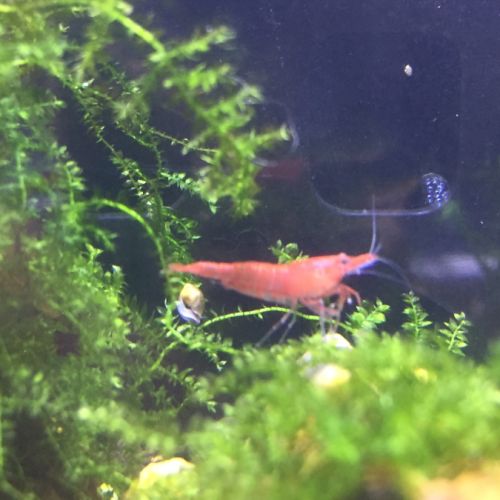 Crevettes néocaridina red sakura (sakura red) #2