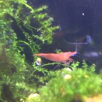 Crevettes néocaridina red sakura (sakura red) #2
