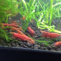 Crevettes néocaridina red sakura (sakura red) #0
