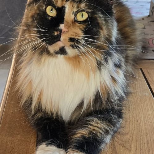 Femelle retraitée d'élevage maine coon loof #4