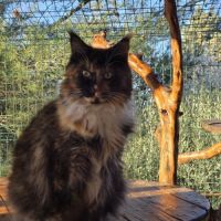 Femelle retraitée d'élevage maine coon loof #1