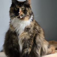 Femelle retraitée d'élevage maine coon loof #2