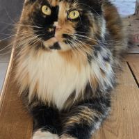 Femelle retraitée d'élevage maine coon loof #4