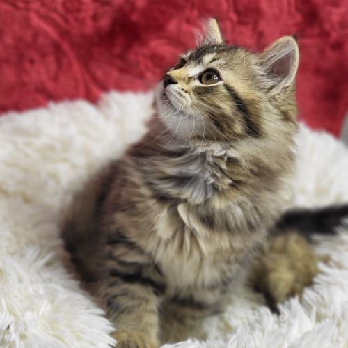 Chaton sibérien loof #4