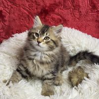Chaton sibérien loof #1