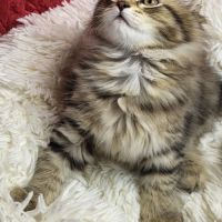 Chaton sibérien loof #0