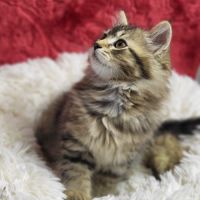 Chaton sibérien loof #4