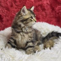 Chaton sibérien loof #5
