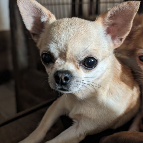 Chihuahua poil court femelle 5 ans.