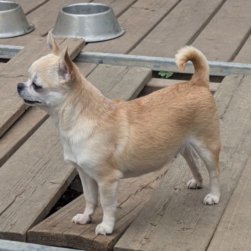 Chihuahua poil court femelle 5 ans. #2