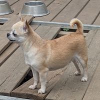 Chihuahua poil court femelle 5 ans. #2