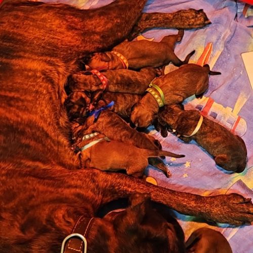 Chiots boxer lof #0
