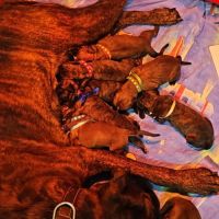 Chiots boxer lof