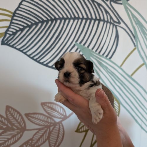 Chiots shih-tzu à réserver #2