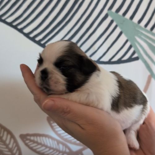 Chiots shih-tzu à réserver #5