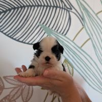 Chiots shih-tzu à réserver #1